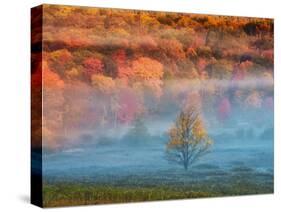 Misty Valley and Forest in Autumn, Davis, West Virginia, USA-Jay O'brien-Stretched Canvas