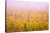 Misty Vineyard in the Autumn-Craig Tuttle-Stretched Canvas