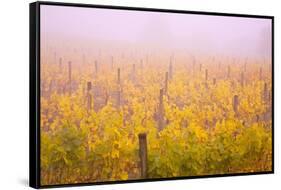 Misty Vineyard in the Autumn-Craig Tuttle-Framed Stretched Canvas