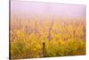 Misty Vineyard in the Autumn-Craig Tuttle-Stretched Canvas
