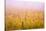 Misty Vineyard in the Autumn-Craig Tuttle-Stretched Canvas