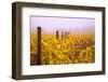 Misty Vineyard in the Autumn-Craig Tuttle-Framed Photographic Print