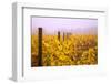 Misty Vineyard in the Autumn-Craig Tuttle-Framed Photographic Print