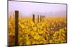 Misty Vineyard in the Autumn-Craig Tuttle-Mounted Photographic Print