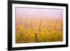 Misty Vineyard in the Autumn-Craig Tuttle-Framed Photographic Print