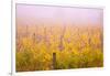 Misty Vineyard in the Autumn-Craig Tuttle-Framed Photographic Print