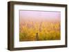 Misty Vineyard in the Autumn-Craig Tuttle-Framed Photographic Print