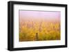 Misty Vineyard in the Autumn-Craig Tuttle-Framed Photographic Print