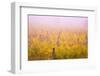 Misty Vineyard in the Autumn-Craig Tuttle-Framed Photographic Print