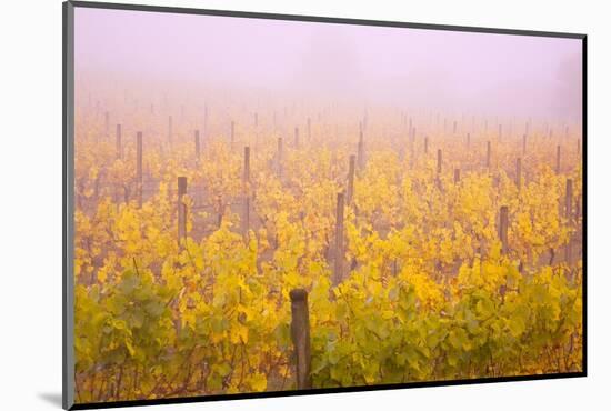 Misty Vineyard in the Autumn-Craig Tuttle-Mounted Photographic Print