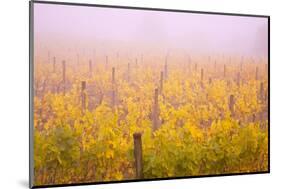 Misty Vineyard in the Autumn-Craig Tuttle-Mounted Photographic Print