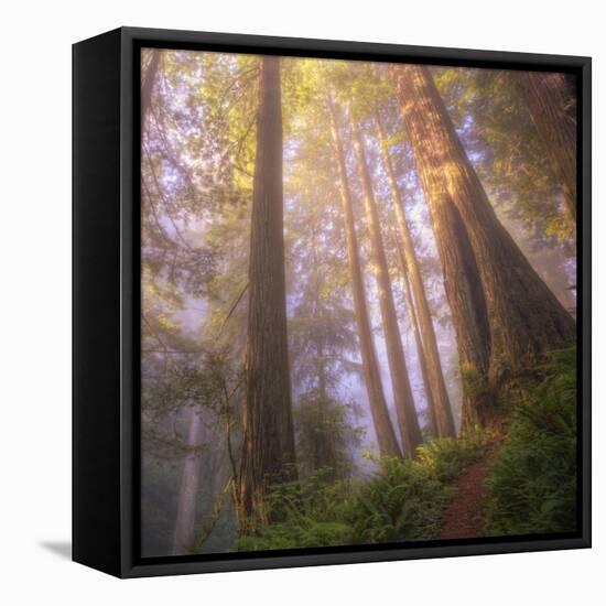 Misty Walk Into Del Norte Coast Redwoods (Square)-Vincent James-Framed Stretched Canvas