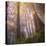 Misty Walk Into Del Norte Coast Redwoods (Square)-Vincent James-Stretched Canvas