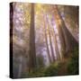Misty Walk Into Del Norte Coast Redwoods (Square)-Vincent James-Stretched Canvas