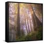 Misty Walk Into Del Norte Coast Redwoods (Square)-Vincent James-Framed Stretched Canvas