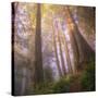 Misty Walk Into Del Norte Coast Redwoods (Square)-Vincent James-Stretched Canvas