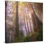 Misty Walk Into Del Norte Coast Redwoods (Square)-Vincent James-Stretched Canvas