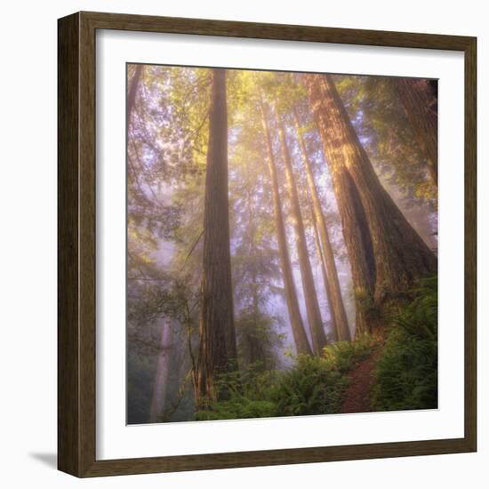 Misty Walk Into Del Norte Coast Redwoods (Square)-Vincent James-Framed Photographic Print