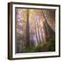 Misty Walk Into Del Norte Coast Redwoods (Square)-Vincent James-Framed Photographic Print