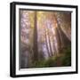 Misty Walk Into Del Norte Coast Redwoods (Square)-Vincent James-Framed Photographic Print