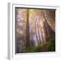 Misty Walk Into Del Norte Coast Redwoods (Square)-Vincent James-Framed Photographic Print