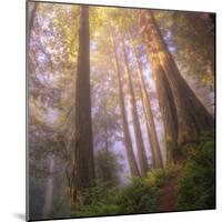 Misty Walk Into Del Norte Coast Redwoods (Square)-Vincent James-Mounted Photographic Print