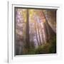 Misty Walk Into Del Norte Coast Redwoods (Square)-Vincent James-Framed Photographic Print