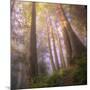 Misty Walk Into Del Norte Coast Redwoods (Square)-Vincent James-Mounted Photographic Print