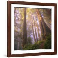 Misty Walk Into Del Norte Coast Redwoods (Square)-Vincent James-Framed Photographic Print