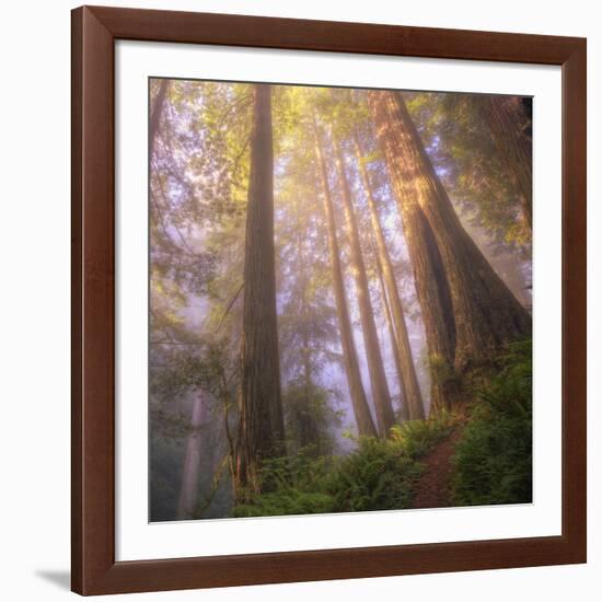 Misty Walk Into Del Norte Coast Redwoods (Square)-Vincent James-Framed Photographic Print