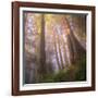 Misty Walk Into Del Norte Coast Redwoods (Square)-Vincent James-Framed Photographic Print