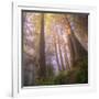 Misty Walk Into Del Norte Coast Redwoods (Square)-Vincent James-Framed Photographic Print