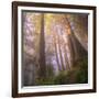 Misty Walk Into Del Norte Coast Redwoods (Square)-Vincent James-Framed Photographic Print