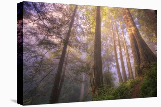 Misty Walk Into Del Norte Coast Redwoods-Vincent James-Stretched Canvas