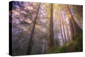 Misty Walk Into Del Norte Coast Redwoods-Vincent James-Stretched Canvas