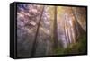 Misty Walk Into Del Norte Coast Redwoods-Vincent James-Framed Stretched Canvas