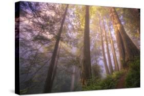 Misty Walk Into Del Norte Coast Redwoods-Vincent James-Stretched Canvas