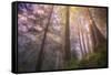 Misty Walk Into Del Norte Coast Redwoods-Vincent James-Framed Stretched Canvas