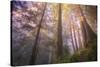 Misty Walk Into Del Norte Coast Redwoods-Vincent James-Stretched Canvas