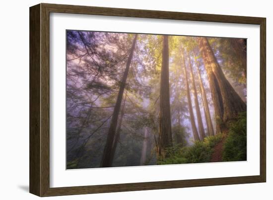 Misty Walk Into Del Norte Coast Redwoods-Vincent James-Framed Photographic Print