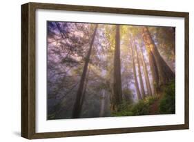 Misty Walk Into Del Norte Coast Redwoods-Vincent James-Framed Photographic Print