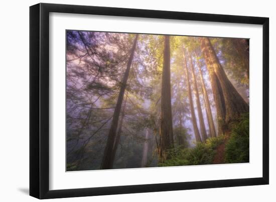 Misty Walk Into Del Norte Coast Redwoods-Vincent James-Framed Photographic Print