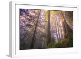 Misty Walk Into Del Norte Coast Redwoods-Vincent James-Framed Photographic Print