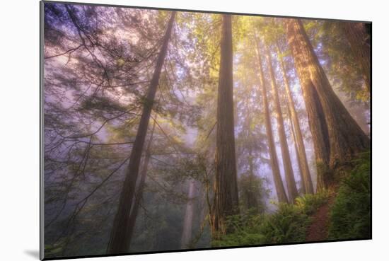 Misty Walk Into Del Norte Coast Redwoods-Vincent James-Mounted Photographic Print