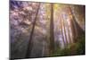 Misty Walk Into Del Norte Coast Redwoods-Vincent James-Mounted Photographic Print