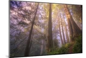 Misty Walk Into Del Norte Coast Redwoods-Vincent James-Mounted Photographic Print