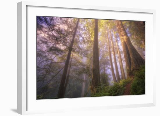 Misty Walk Into Del Norte Coast Redwoods-Vincent James-Framed Photographic Print