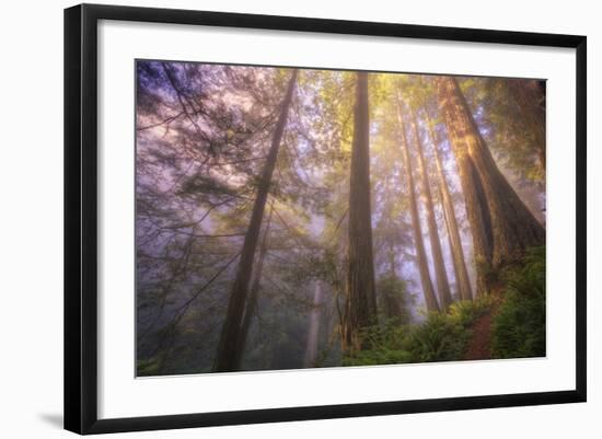 Misty Walk Into Del Norte Coast Redwoods-Vincent James-Framed Photographic Print