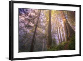 Misty Walk Into Del Norte Coast Redwoods-Vincent James-Framed Photographic Print