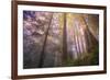 Misty Walk Into Del Norte Coast Redwoods-Vincent James-Framed Photographic Print